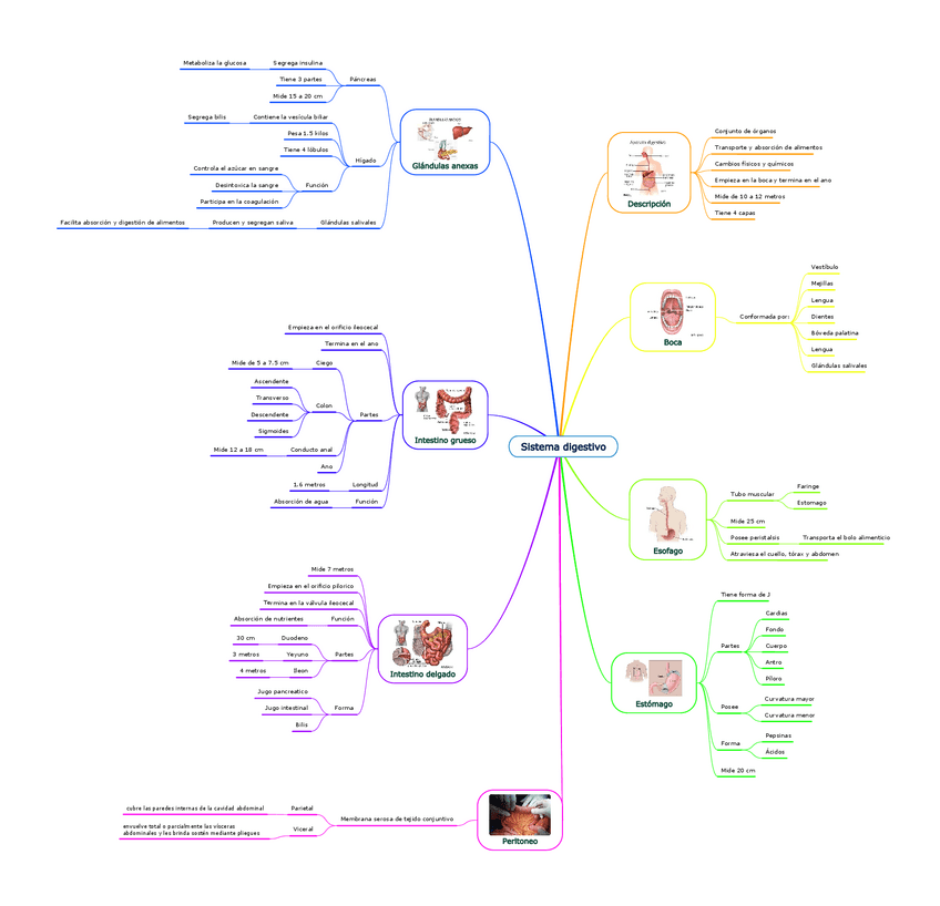 Miniatura del documento Mapa-mental-del-sistema-digestivo.pdf