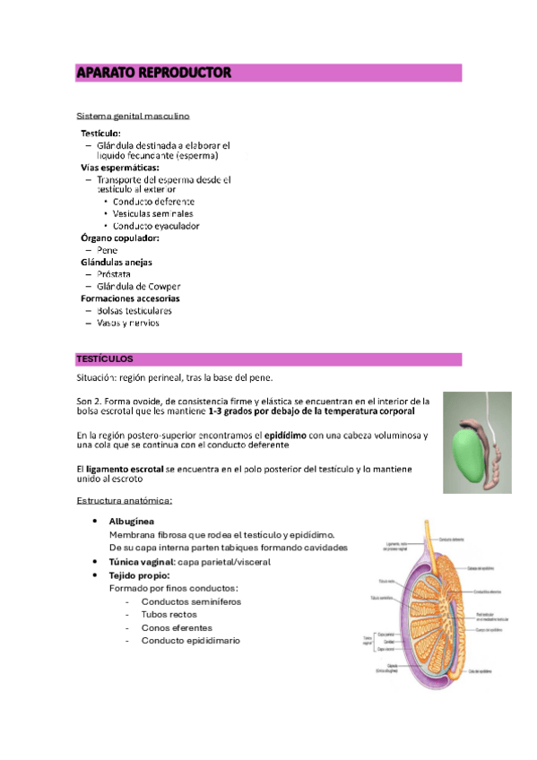 Miniatura del documento APARATO-REPRODUCTOR.pdf
