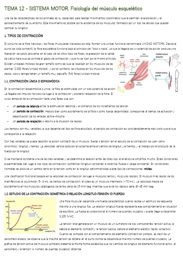 Miniatura del documento TEMA-12-SISTEMA-MOTOR.-Fisiologia-del-musculo-esqueletico.pdf