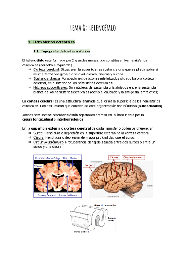 Miniatura del documento Tema-8-Telencefalo.pdf