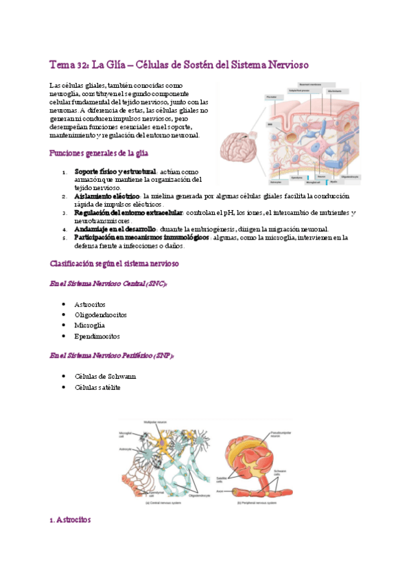 Miniatura del documento Tema-32-34-La-Glia-y-Las-fibras-nerviosas.pdf