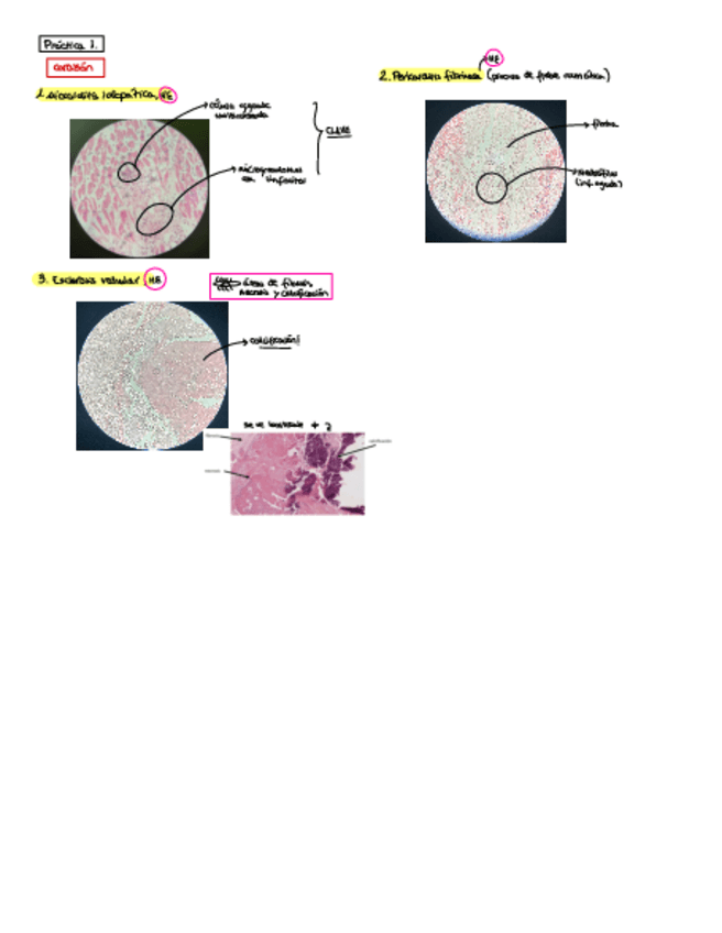 Miniatura del documento Repaso-completo-APE-EXAMEN-MICRO.pdf