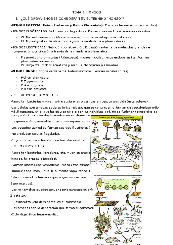 Miniatura del documento TEMA-3-hongos-resumidos.docx