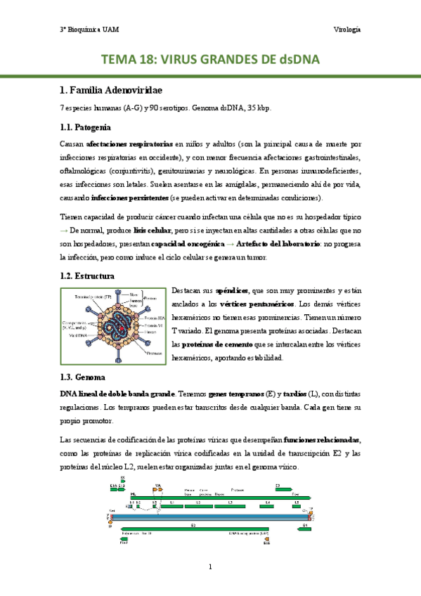 Miniatura del documento TEMA-18.-Virus-grandes-de-dsDNA..pdf