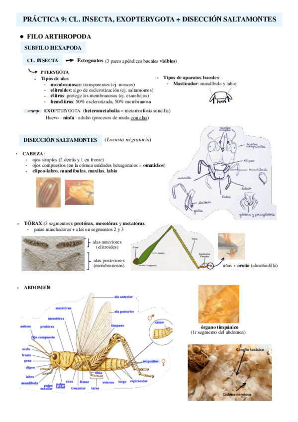 Miniatura del documento Practica-9-Diseccion-saltamontes--Exopterygota.pdf