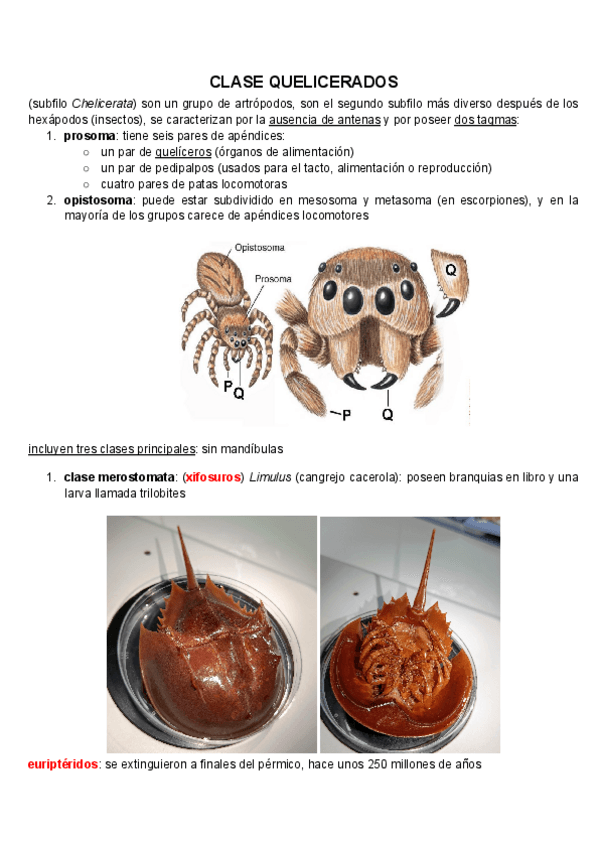 Miniatura del documento QUELICERADOS.pdf