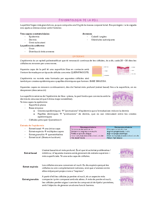 Miniatura del documento Tema-1-Pell-Anatomia-i-Funcions.pdf