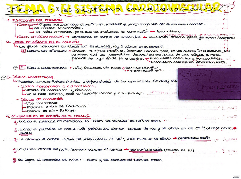 Miniatura del documento Tema-6-Sist.-Cardiovascular.-Funcion.pdf