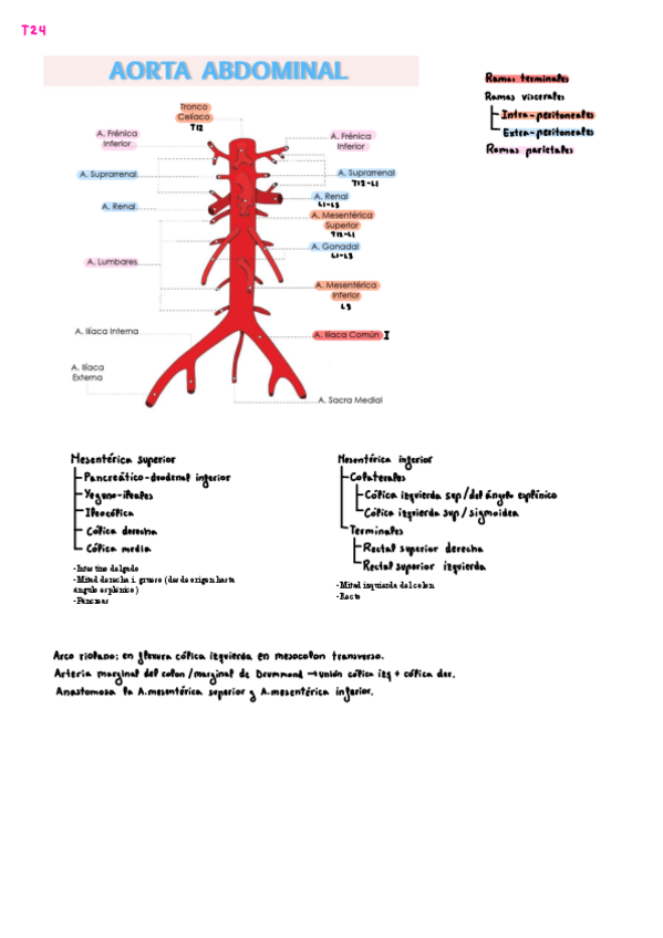 Miniatura del documento Esquema-irrigacion-abdominal.pdf