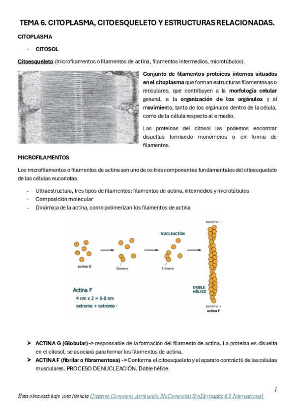 Miniatura del documento TEMA-6.-CITOPLASMA-CITOESQUELETO-Y-ESTRUCTURAS-RELACIONADAS.pdf