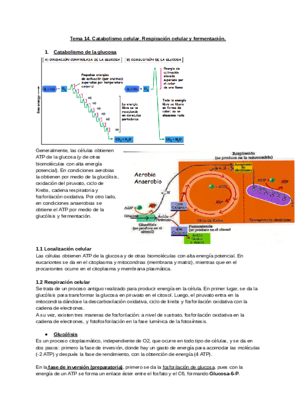 Miniatura del documento Tema-14-y-15.-Catabolismo-y-Anabolismo.pdf
