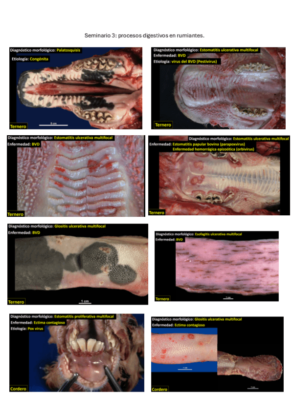 Miniatura del documento Seminario-postmortem-3.pdf