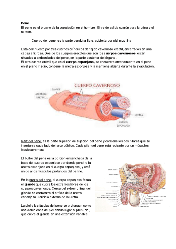 Miniatura del documento ANATOMIA-PENE-Y-UTERO.pdf