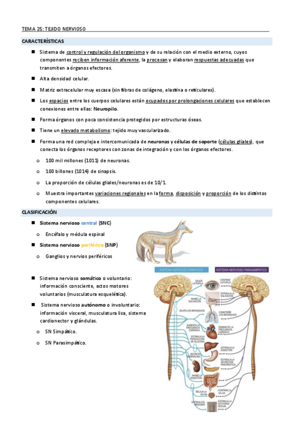 Miniatura del documento TEMA-25TEJIDO-NERVIOSO.pdf