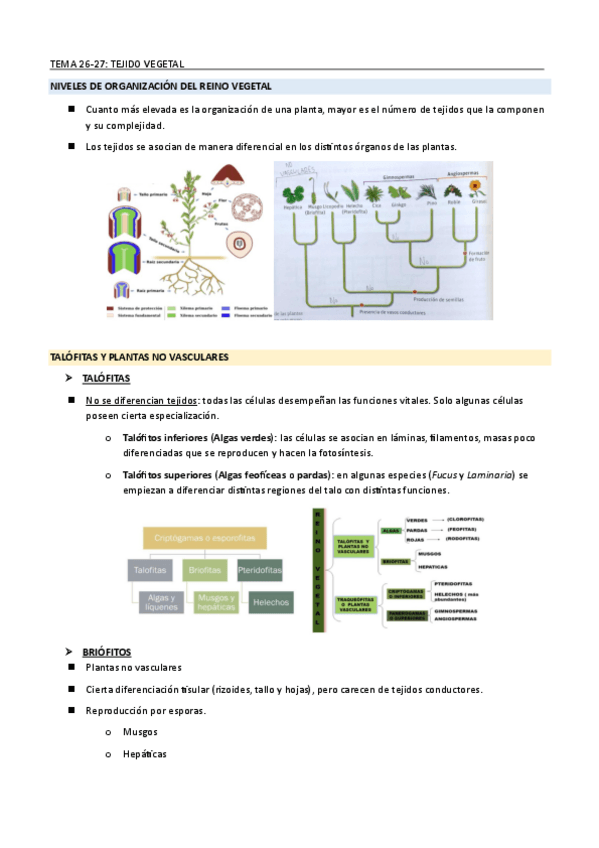 Miniatura del documento TEMA-26-27VEGETAL-TEJIDO-MERISTEMATICO.pdf