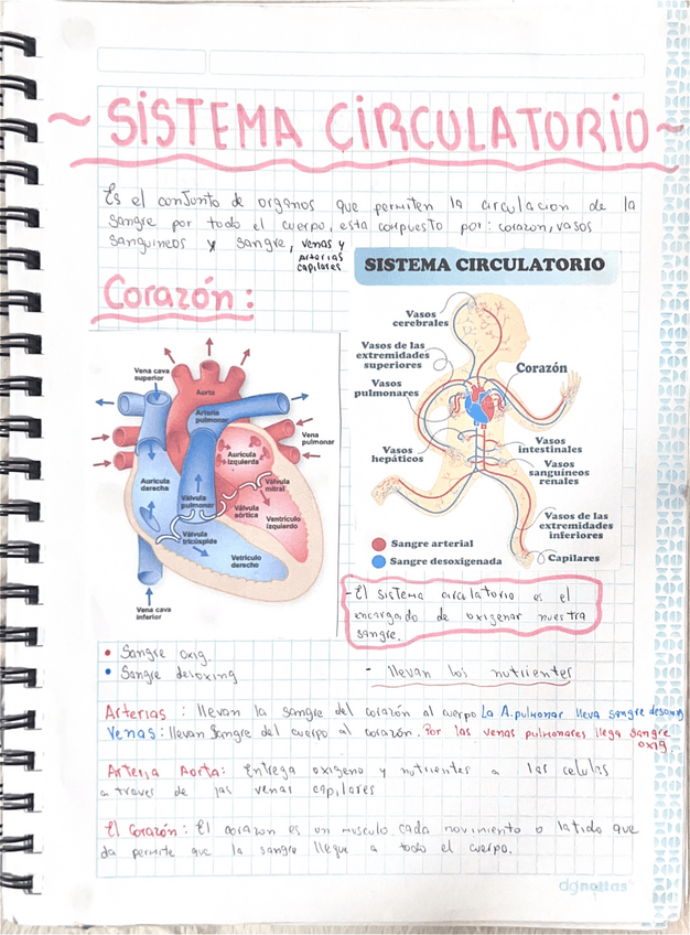 Miniatura del documento SISTEMA-CIRCULATORIO.pdf