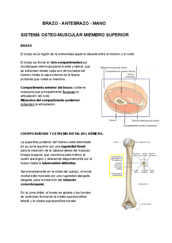 Miniatura del documento BRAZO-ANTEBRAZO-MANO.pdf
