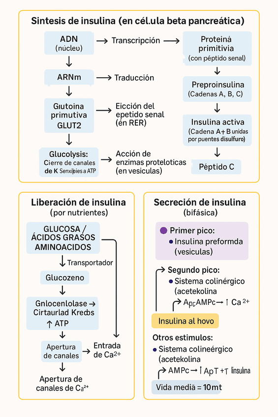 Miniatura del documento ESQUEMA-INSULINA.png