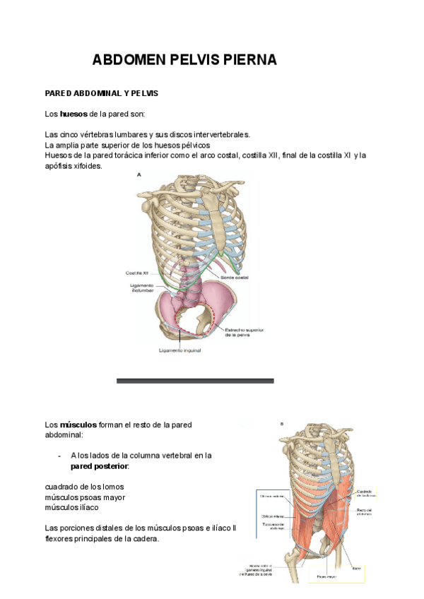 Miniatura del documento ABDOMEN-PELVIS-PIERNA.pdf