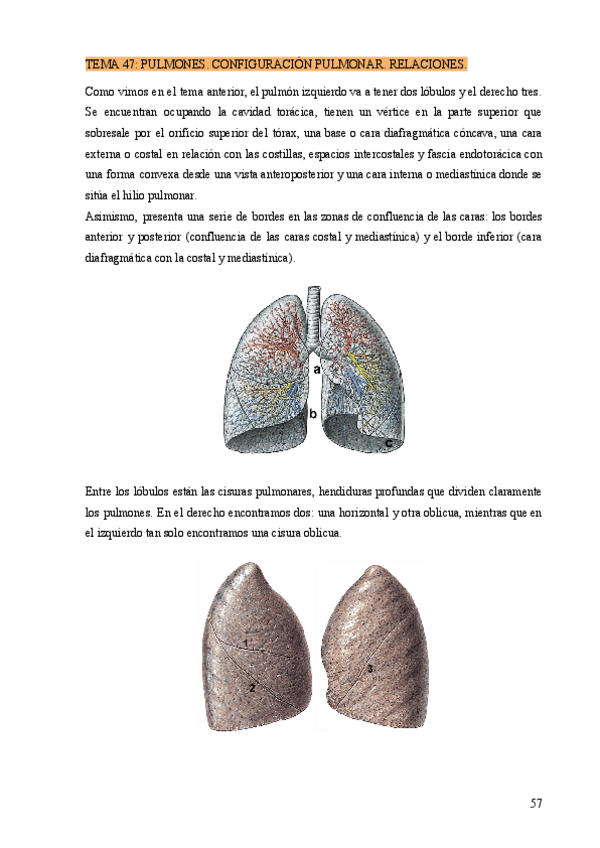 Miniatura del documento TEMA-47-PULMONES.-CONFIGURACION-PULMONAR.-RELACIONES..pdf