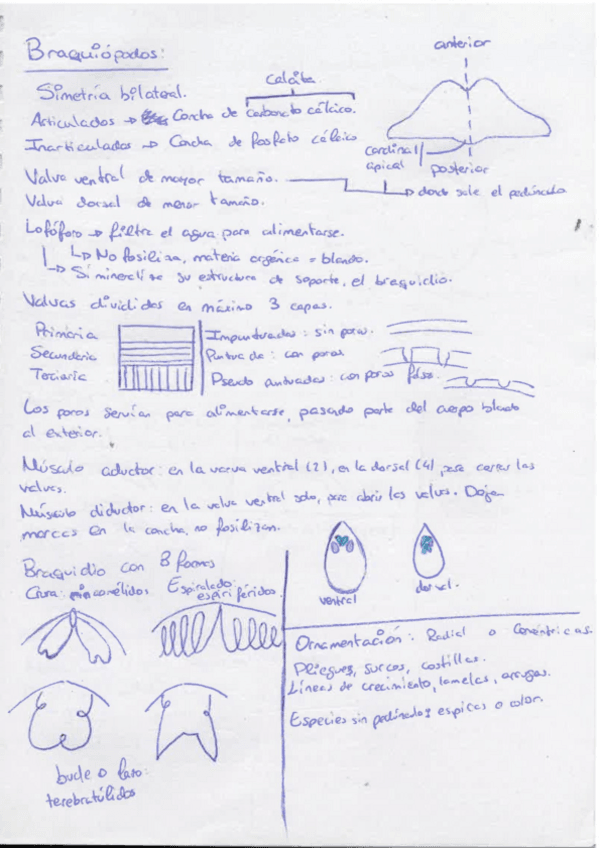 Miniatura del documento Braquiopodos.pdf