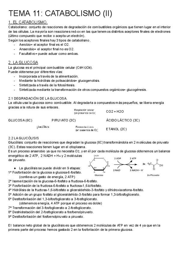 Miniatura del documento Catabolismo-glucolisis-respiracion-celular-y-fermentaciones..pdf