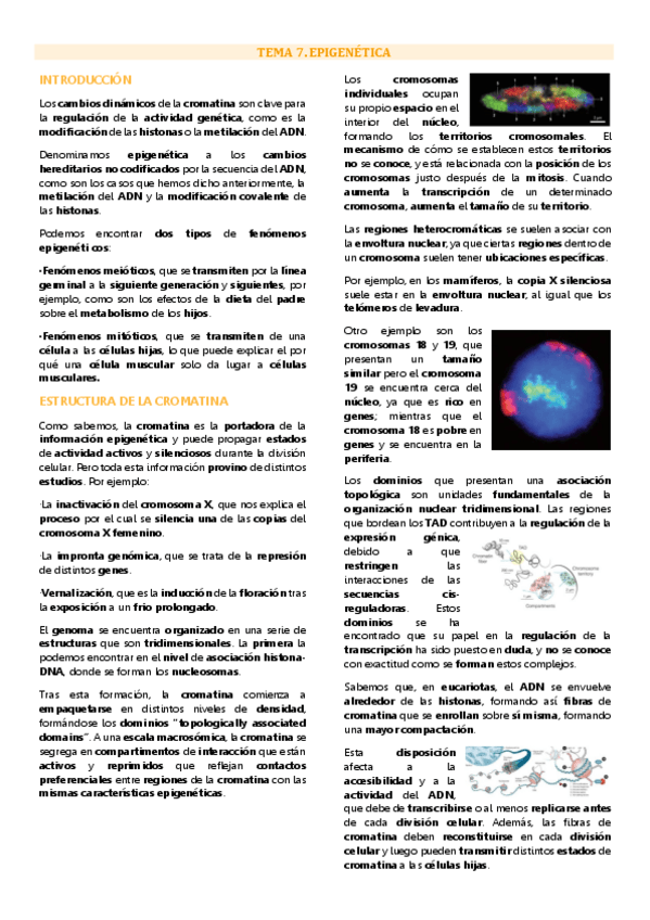Miniatura del documento Tema 7 Genética molecular, Epigenética.pdf