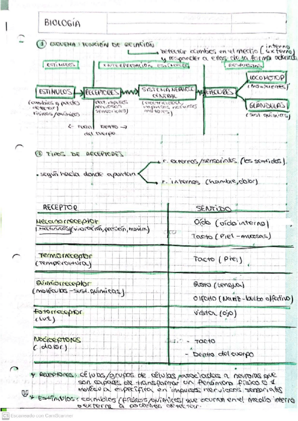 Miniatura del documento Sistema-nervioso-endocrino-y-de-los-sentidos.pdf