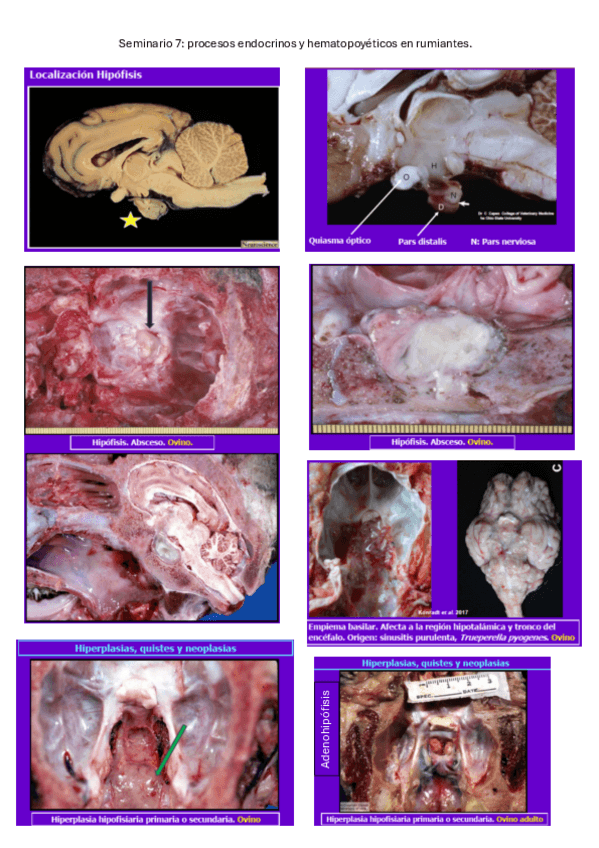 Miniatura del documento Seminario-postmortem-7.pdf