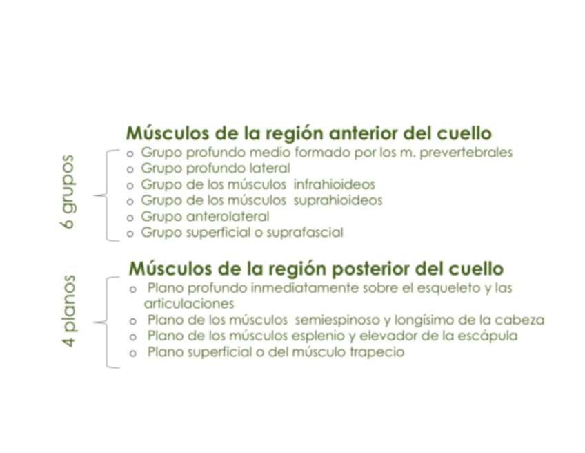 Miniatura del documento CUELLO.pdf