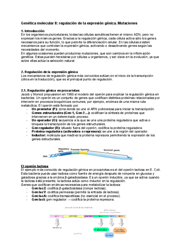 Miniatura del documento Genetica-molecular-II-regulacion-de-la-expresion-genica.-Mutaciones.pdf