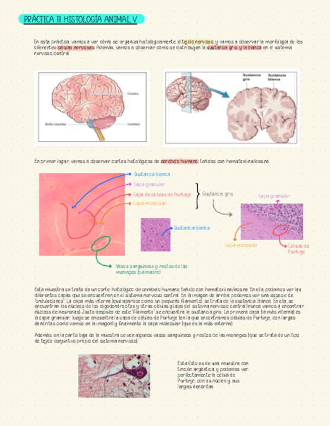Miniatura del documento Practicas BCH 2024/25 parte 4.pdf