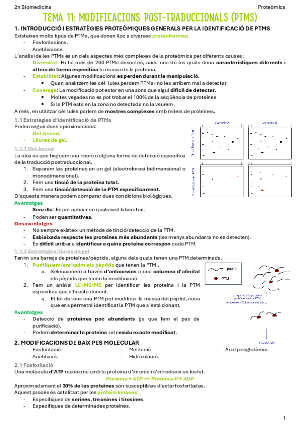 Miniatura del documento T11-Modificacions-post-traduccionals-PTMs.pdf