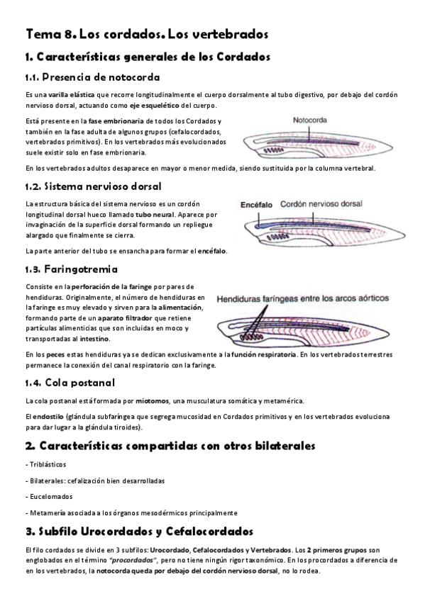 Miniatura del documento Tema-8.-Cordados.pdf
