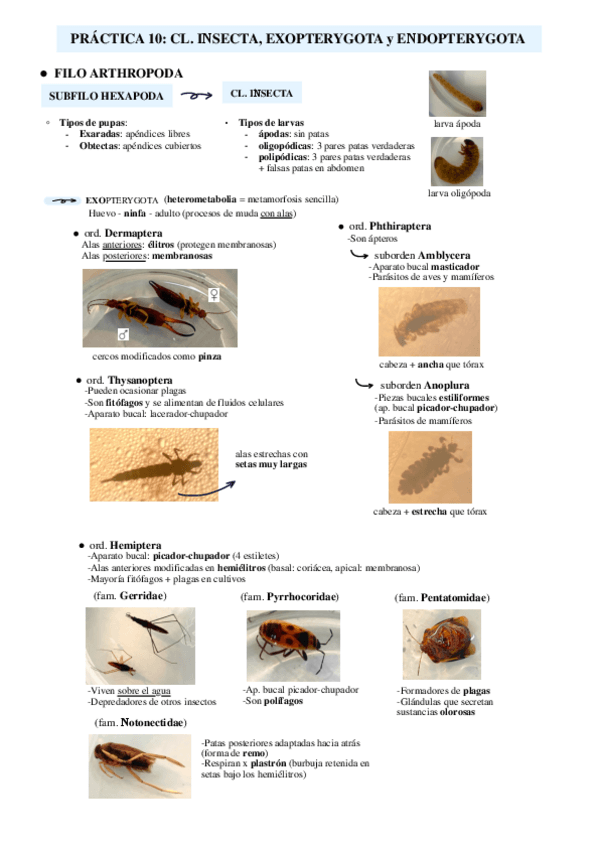 Miniatura del documento Practica-10-Exopterygota-y-Endopterygota.pdf
