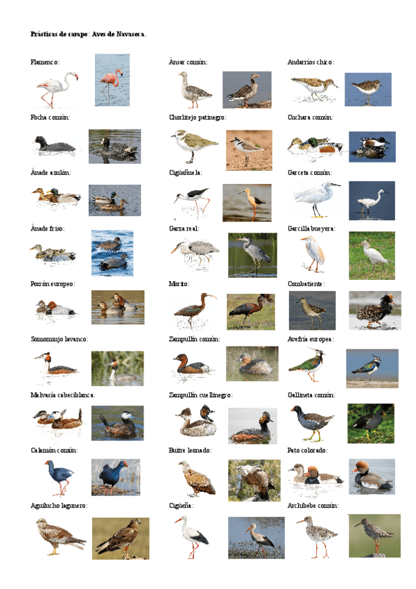 Miniatura del documento Practica-de-campo-Aves-de-Navaseca.pdf