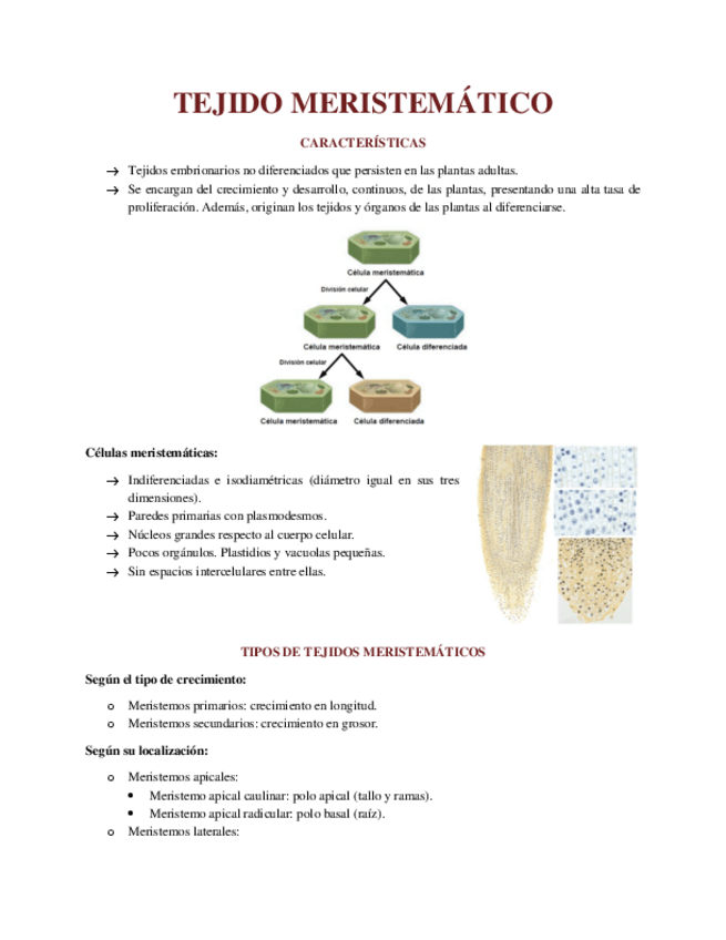 Miniatura del documento MERISTEMOS.pdf