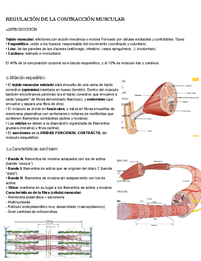 Miniatura del documento musculatura-estriada-y-lisa.pdf