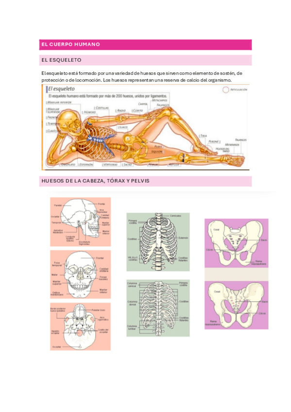 Miniatura del documento anatomia-basica.pdf