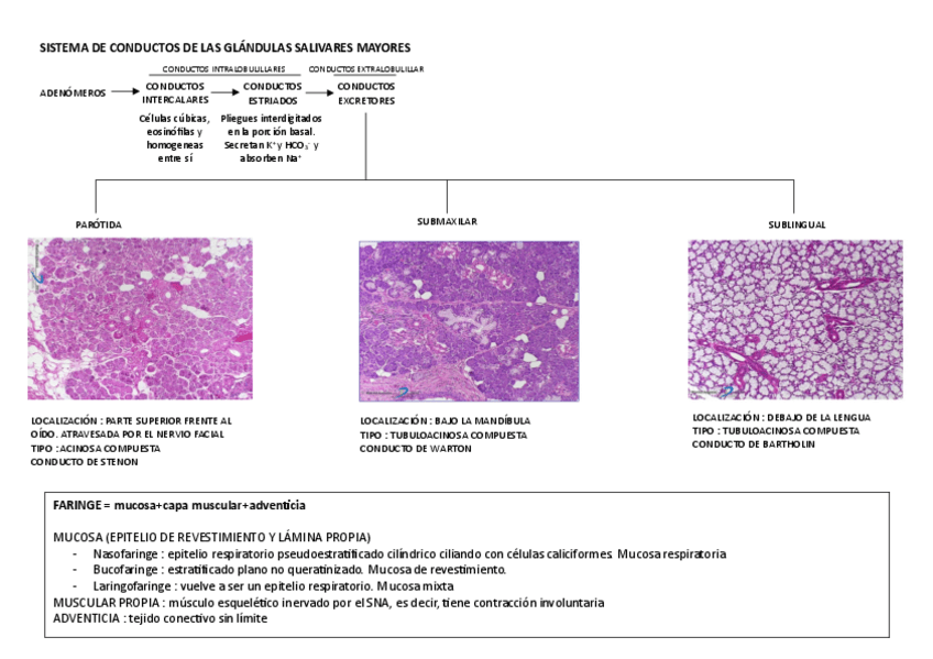 Miniatura del documento Sistema-de-conducto-glandulas-salivares-mayores.pdf