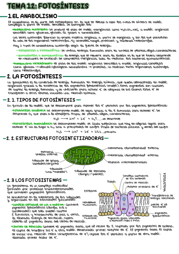 Miniatura del documento TEMA-12-FOTOSINTESIS.pdf
