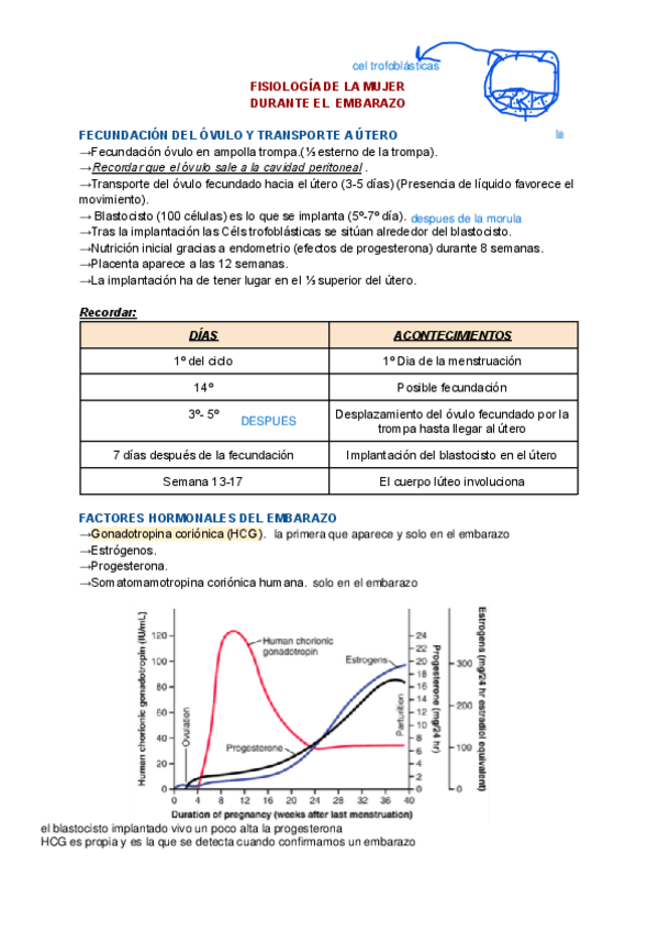 Miniatura del documento FISIOLOGIA-DEL-EMBARAZO.pdf