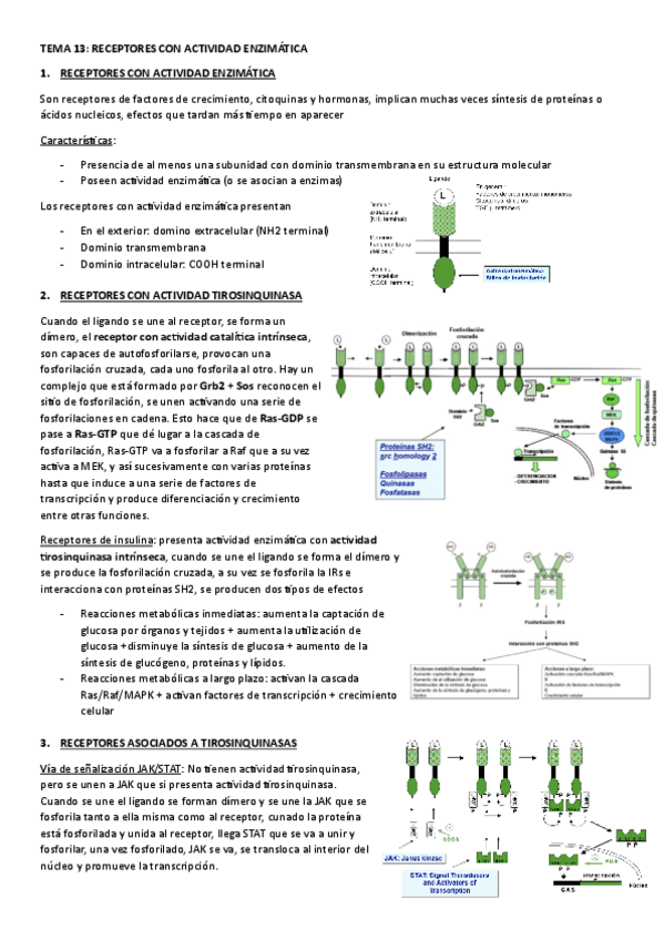 Miniatura del documento TEMA-13.-RECEPTORES-CON-ACTIVIDAD-ENZIMATICA.pdf