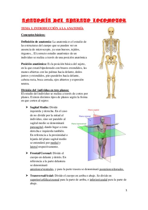 Miniatura del documento Anatomia 1 Rafa.pdf