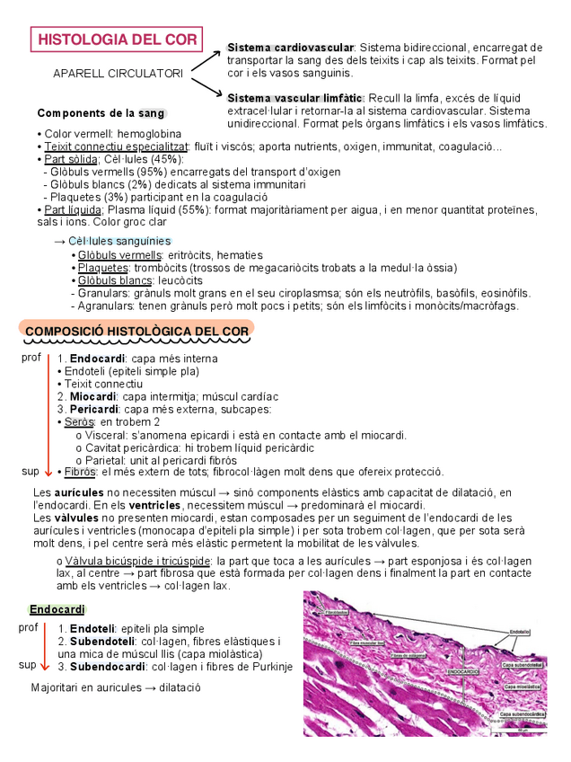 Miniatura del documento Resum-histologia-del-cor-i-vasos-sanguinis-M3.pdf