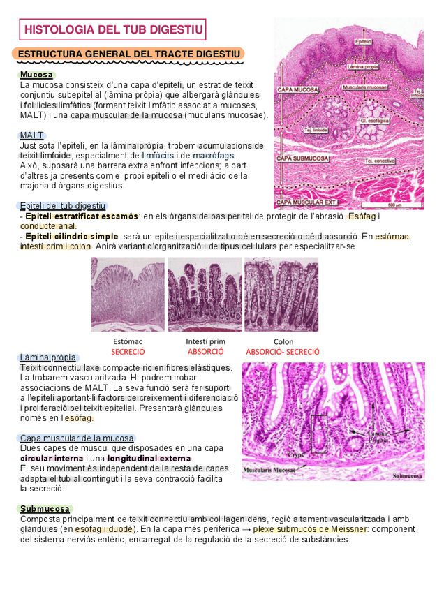 Miniatura del documento Resum-histologia-del-tub-digestiu-M3.pdf