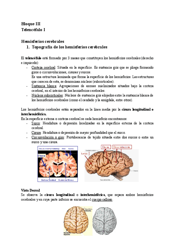 Miniatura del documento Bloque-III-Telencefalo-completo.pdf