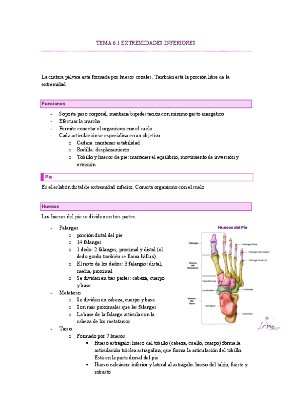 Miniatura del documento tema-6.1-extremidad-inferior.pdf