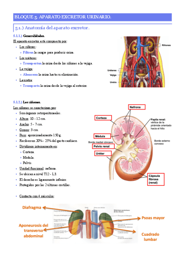 Miniatura del documento Bloque-5.-Aparato-excretor-urinario..pdf