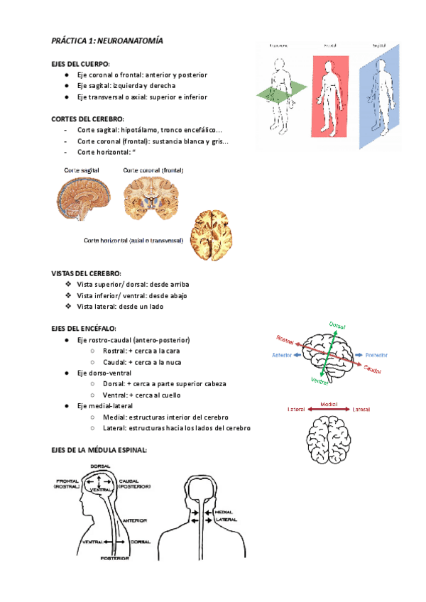 Miniatura del documento Neuro-practica-1.pdf